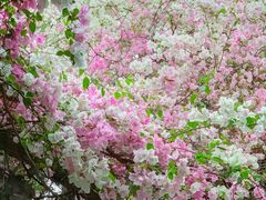 -深圳国际园林花卉博览园