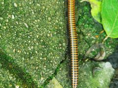 -潜山国家森林公园