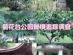 -菊花台公园