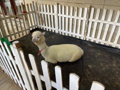 -舟山朱家尖绿城威斯汀度假酒店