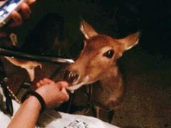 -清迈夜间动物园