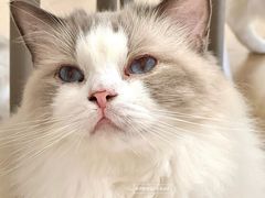 -有喵·猫咖·狗咖·30几只猫10只小狗(岗厦店)