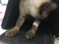-伟伟宠物医院·CT影像中心·瑞派犬猫综合性门诊(汉口总院)