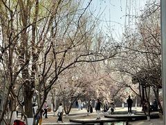 -春风习习