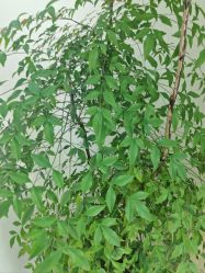 -HEYAN荷妍专业脱毛连锁机构