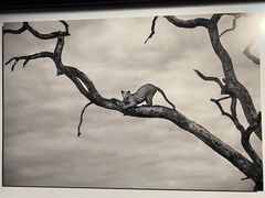 -罗红摄影艺术馆