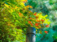 -九如山休闲旅游度假区