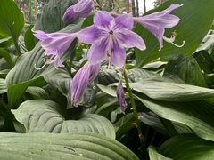 -黑龙江省森林植物园