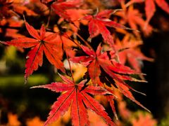 -新虹桥中心花园