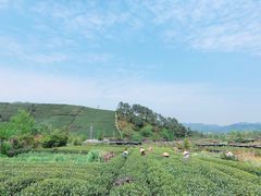 -龙坞茶村