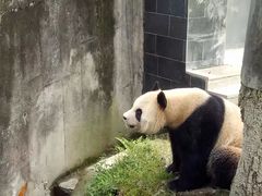 -中国大熊猫保护研究中心雅安碧峰峡基地