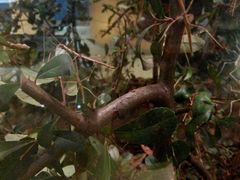 -上海昆虫博物馆