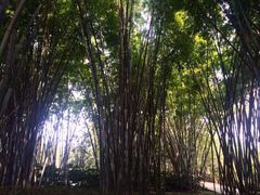 iphone_upload_pic-望江楼公园