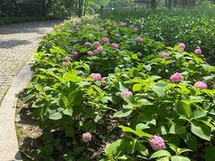 -西湖风景区-江洋畈生态公园