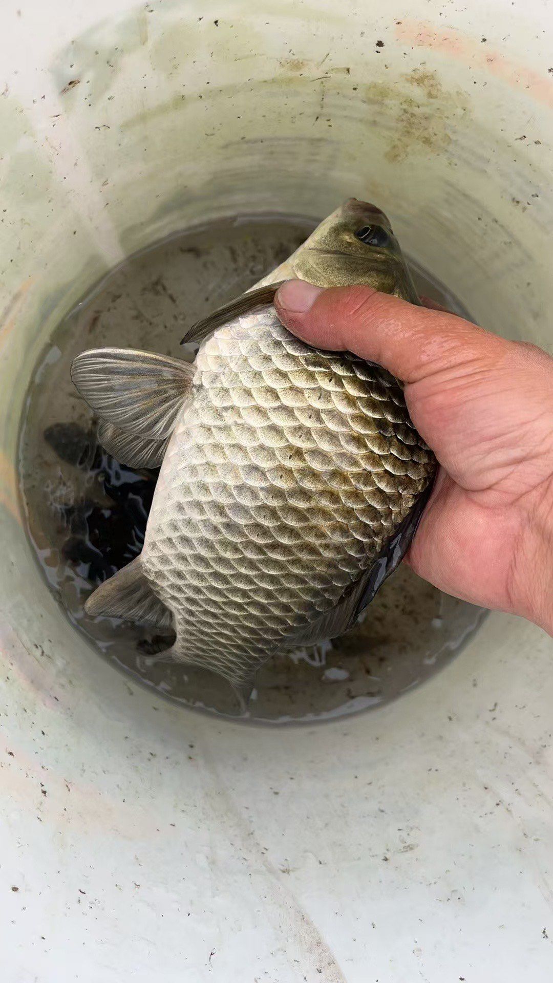 阳澄湖莲花岛的大鲫鱼