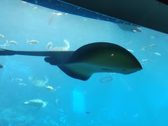 -海棠湾洲际-涛·海底餐厅·美人鱼·自助餐·海底隧道