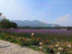 -紫云台香草园