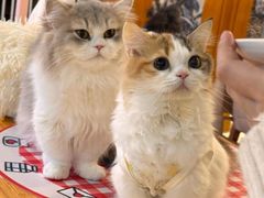 -和它·交个朋友·狗咖猫咖(爱琴海店)