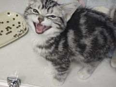 -青石桥花鸟鱼虫市场(叠翠城店)