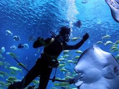 -烟台海昌鲸鲨海洋公园