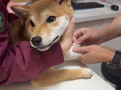 -瑞派康怡24h宠物医院·犬猫医疗中心·微创绝育(瑞景分院)