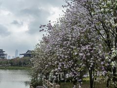 -海珠湖公园