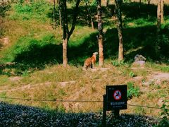 -杭州野生动物世界