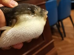 -肆月河豚·新淮扬(金融街店)