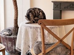 -猫友咖啡店(玉林西路店)