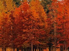 -白鹭湾湿地公园