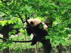 -中国大熊猫保护研究中心雅安碧峰峡基地