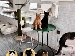 -喵屿·大理花园猫咖