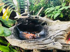 -自然餐厅(Phuket)