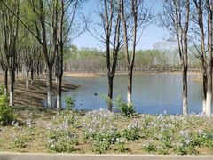 -东郊湿地公园