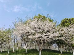 -径山花海