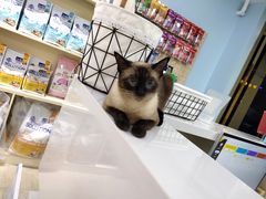 -老吴的猫·猫舍(新区店)