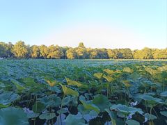 -长春市南湖公园