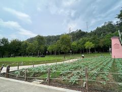 -顺峰山公园