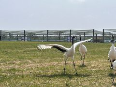-盐城丹顶鹤湿地生态旅游区