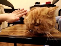 -猫友咖啡店(玉林西路店)
