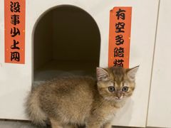 -楼上猫咖(罗湖店)