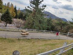 -神户市立六甲山牧场