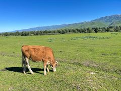 -新疆那拉提国家旅游度假区