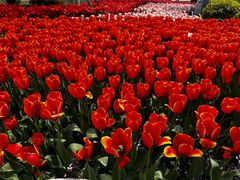 -玄武湖景区-情侣园游乐场