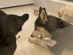 -共舞时光猫咖·狗咖(新街口店)