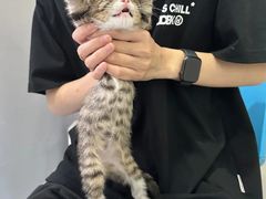 -佳怡动物医院·平价24小时·猫专科骨外科