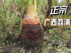 -家乐福(四元桥购物中心店)