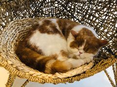 -飞行喵MR PILOT|猫舍·猫咖(静安大融城店)