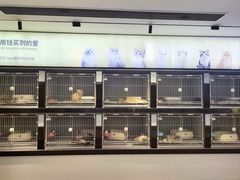 -翊宠yipet猫狗购宠庄园犬舍•猫舍