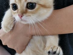 -lincat·猫舍(广州店)